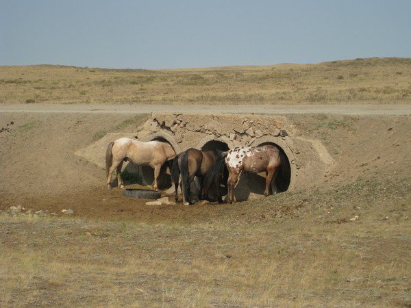 Июль, жара... - Татьяна 