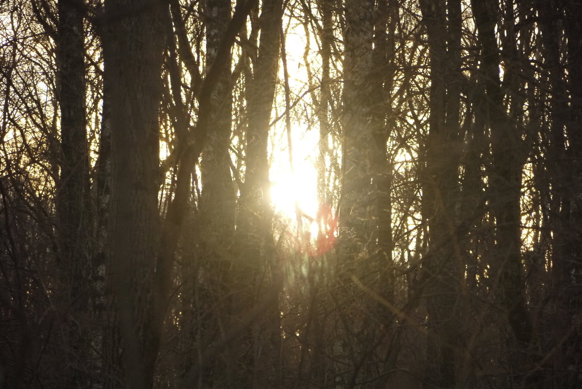 ... - Vik Fox ... - Vik Fox