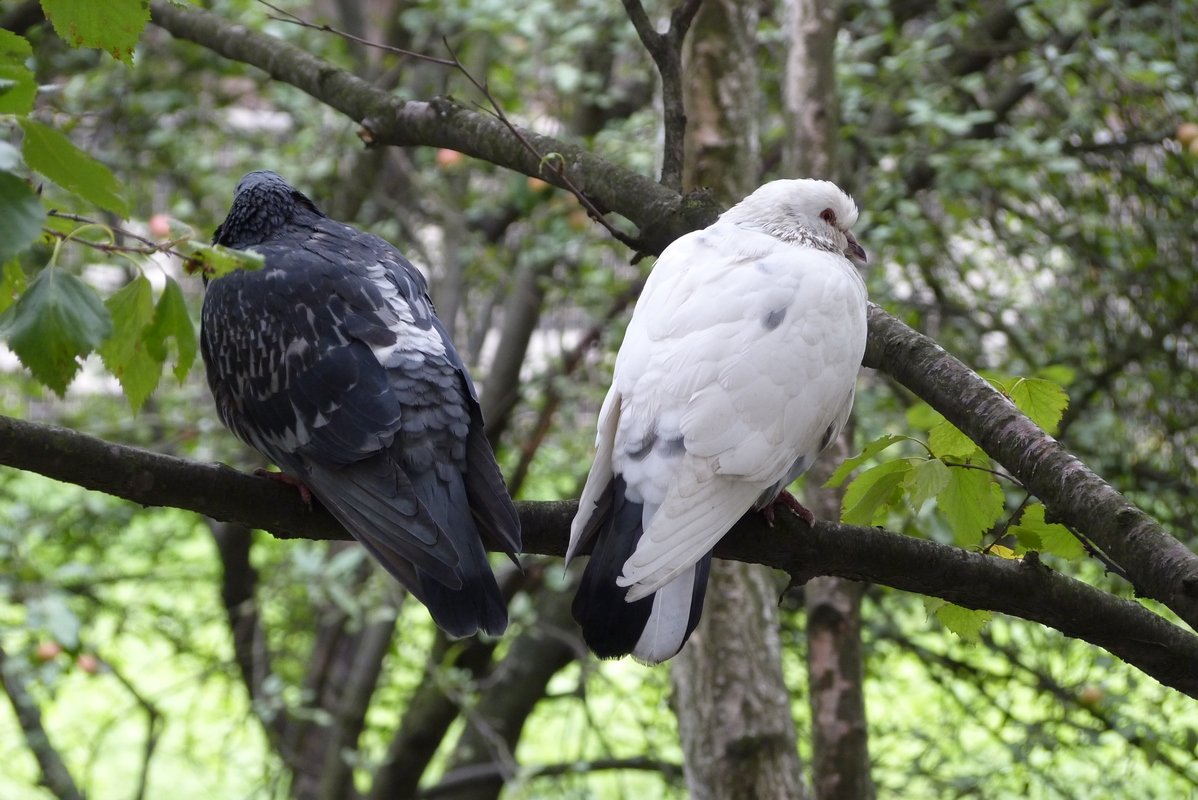 парочка - Дмитрий Лупандин