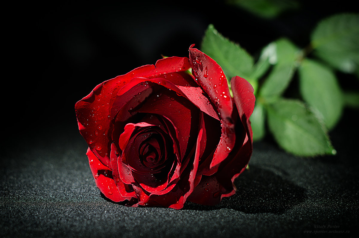 Нежность с шипами - Виталий Павлов