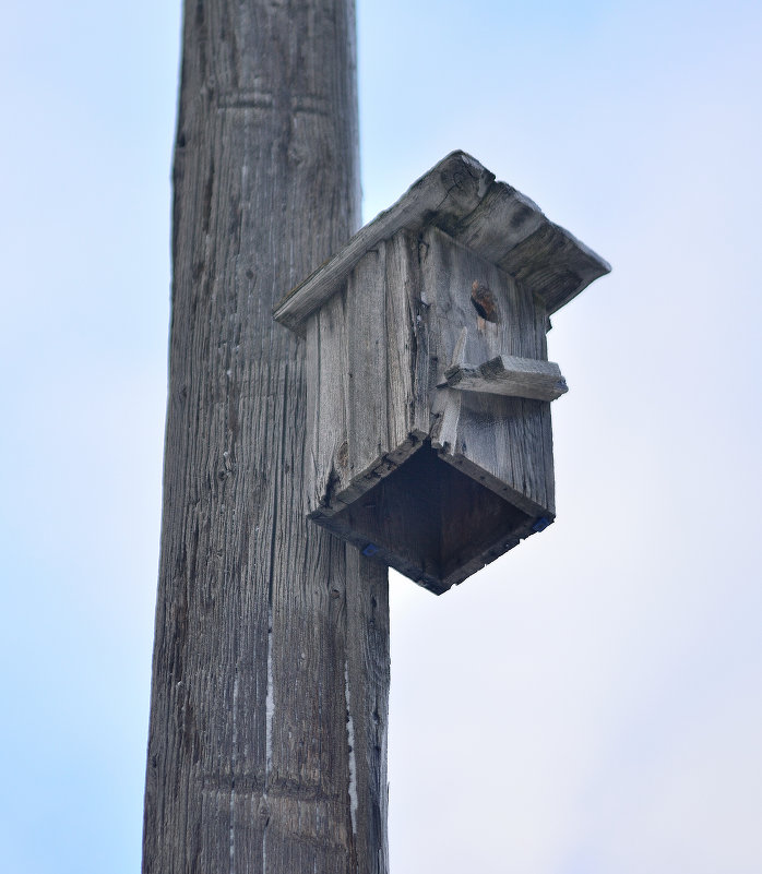 Скворечник - Константин Ясинский