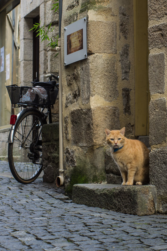 Француз - Елена Мищенко