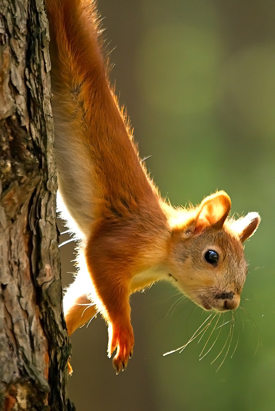 Солнечная! - Сергей Черных