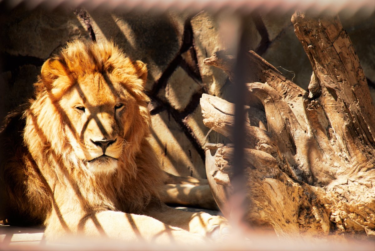 Царь зверей в неволе - Валерия 