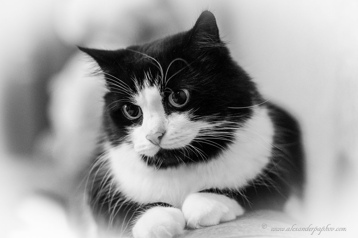 ... - Aleksandr Papkov