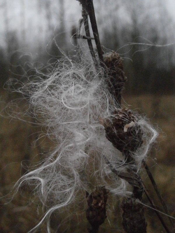 осенняя шаль - Ольга Алешко