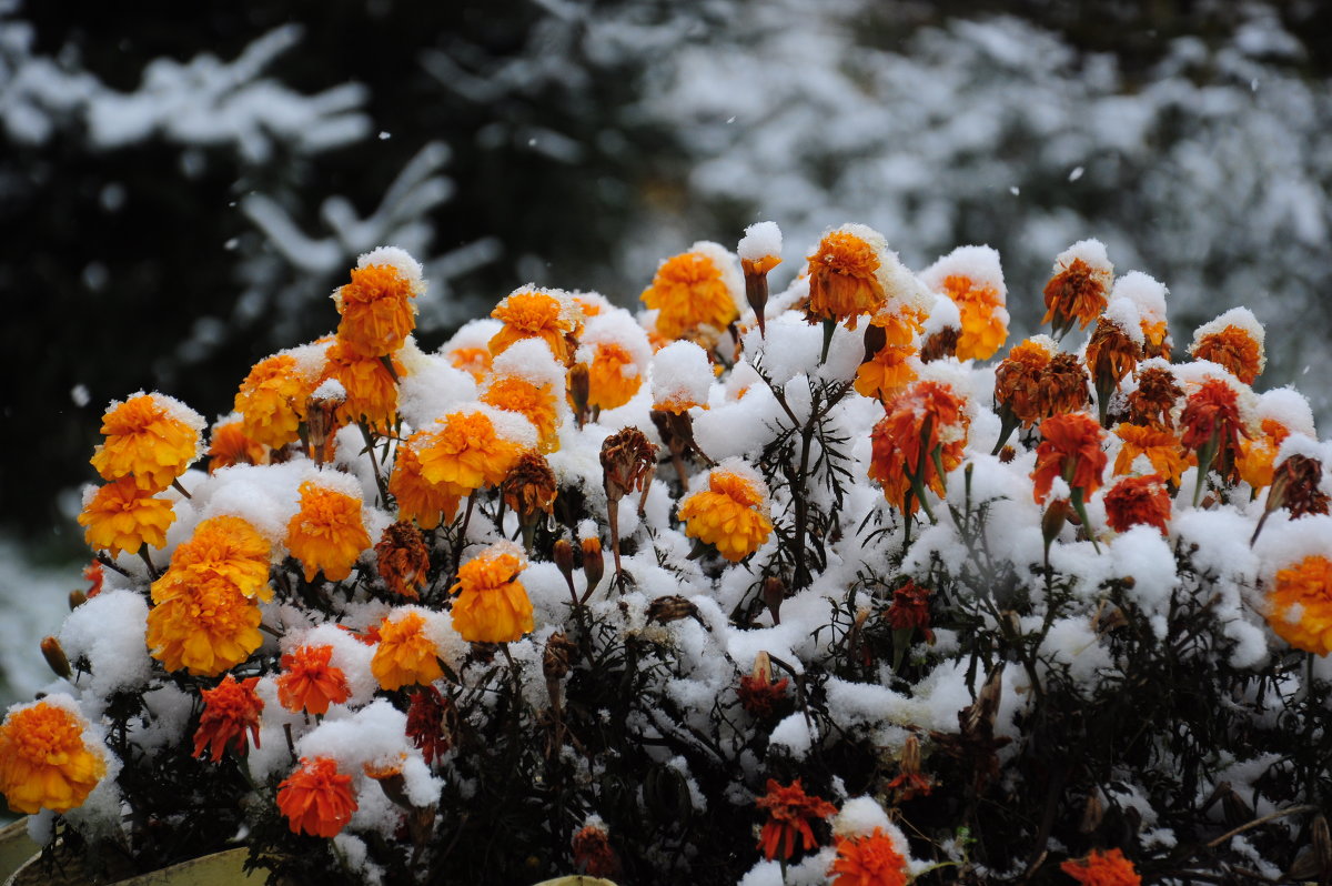Первый снежок. - Владимир Добровольский
