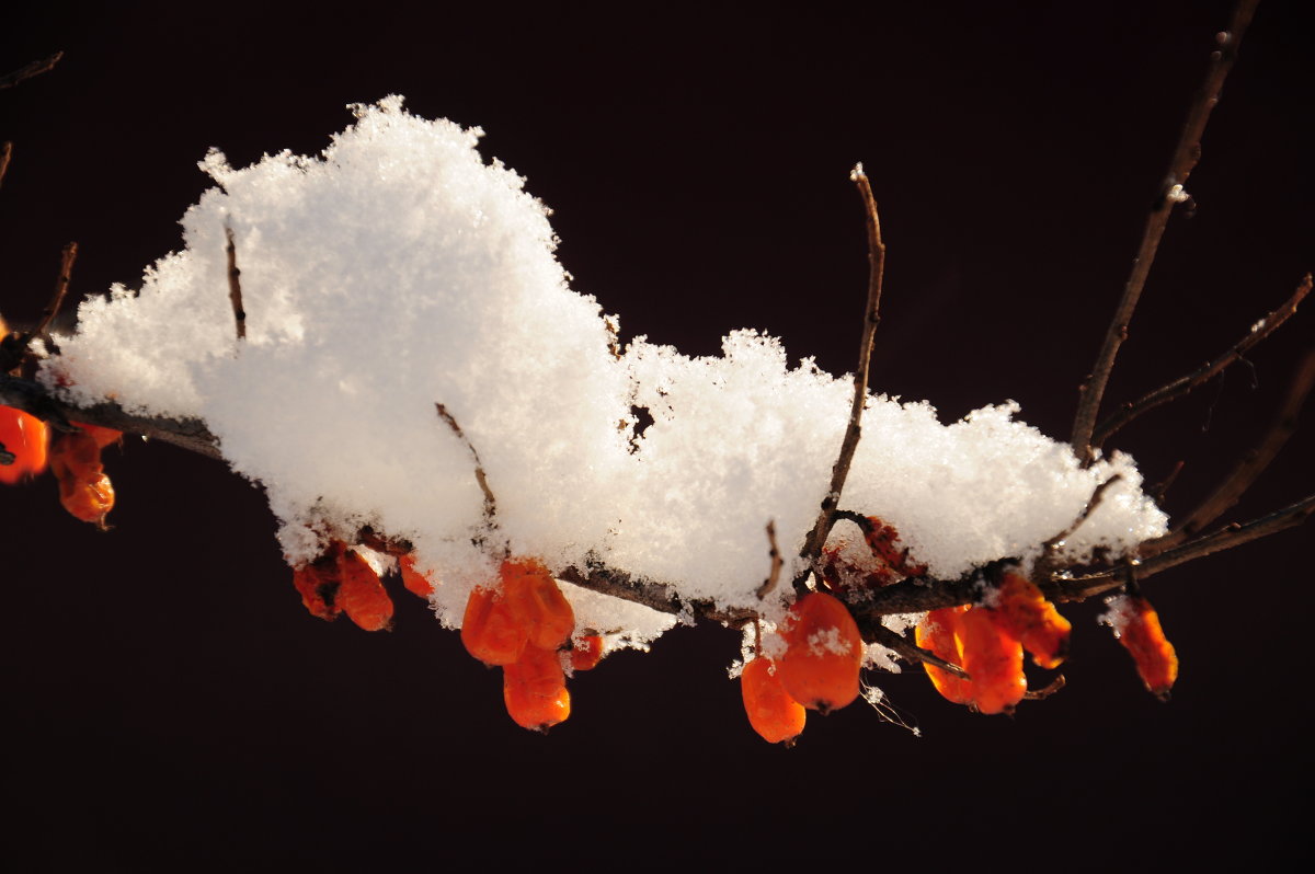 Облепиха позимнему. - Владимир Добровольский Облепиха позимнему. - Владимир Добровольский