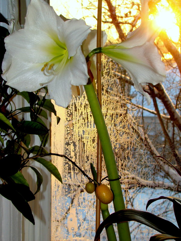 ВЛАДИМИР СТРОЙ - VLADIMIR STROJ 