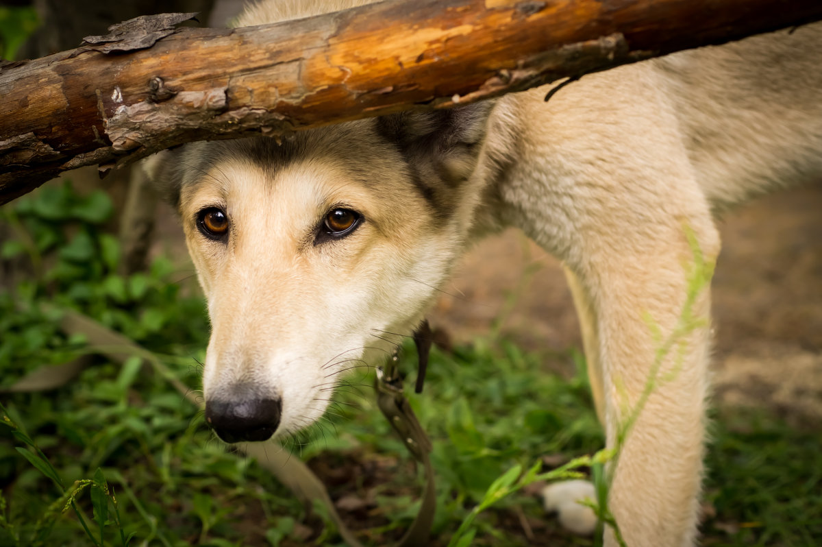 Взгляд карих глаз - Лунное Озеро