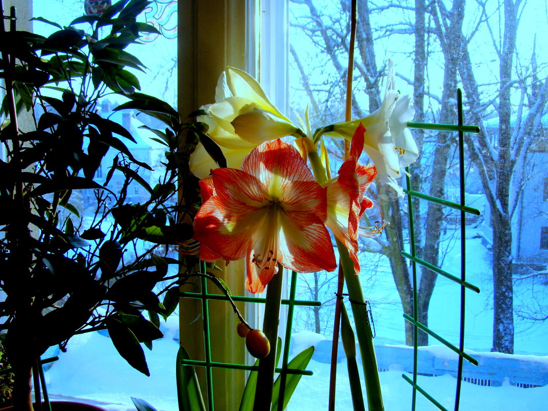 серия "АМАРИЛЛИСЫ МОРОЗНЫМ УТРОМ" (1) - VLADIMIR STROJ 