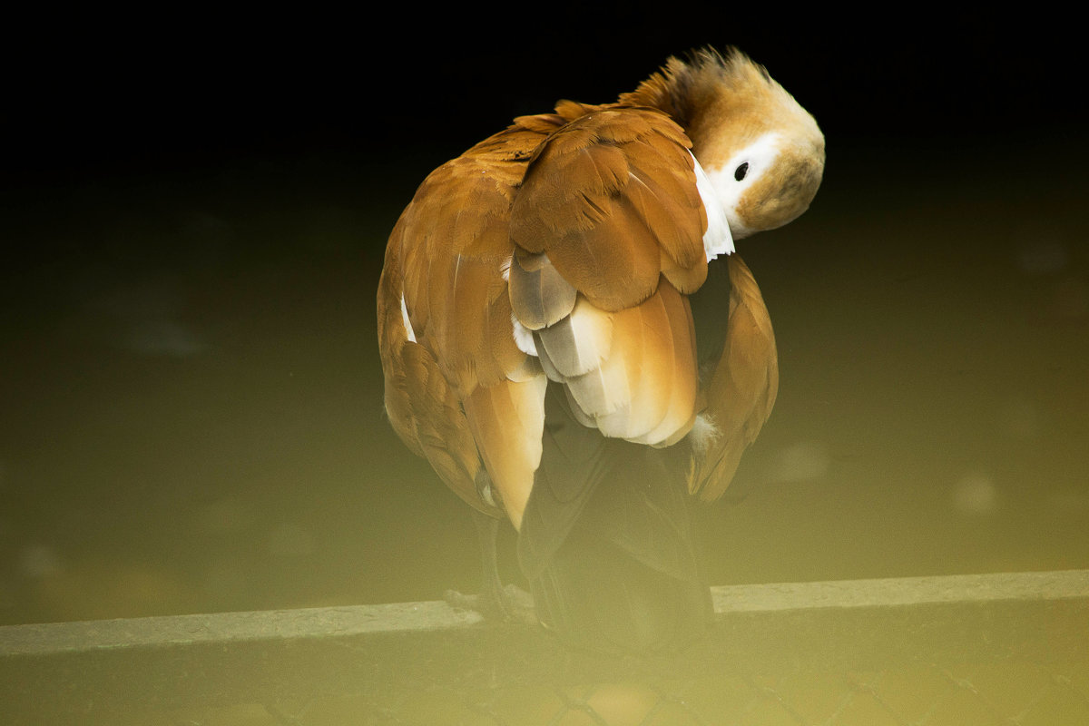 Чистим перышки - Виктория Поплавская