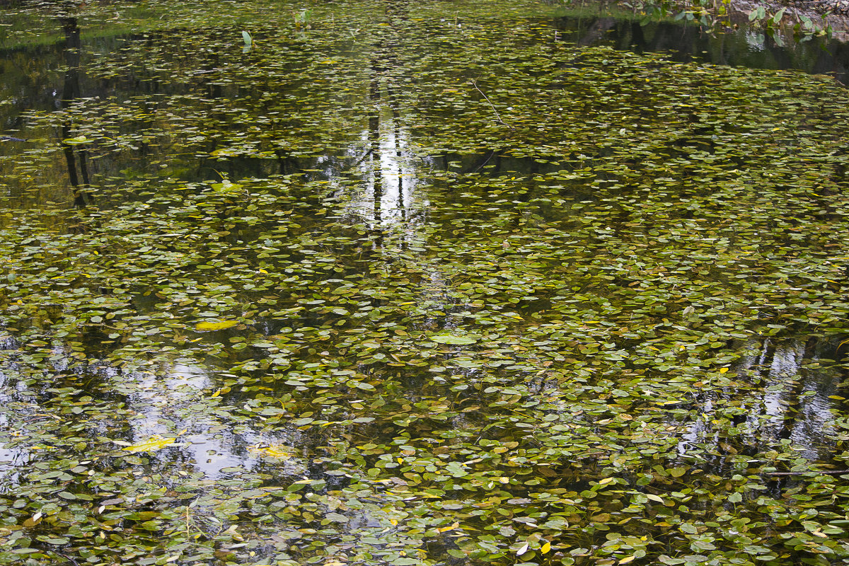 Осенний прудик - Виктория Поплавская Осенний прудик - Виктория Поплавская