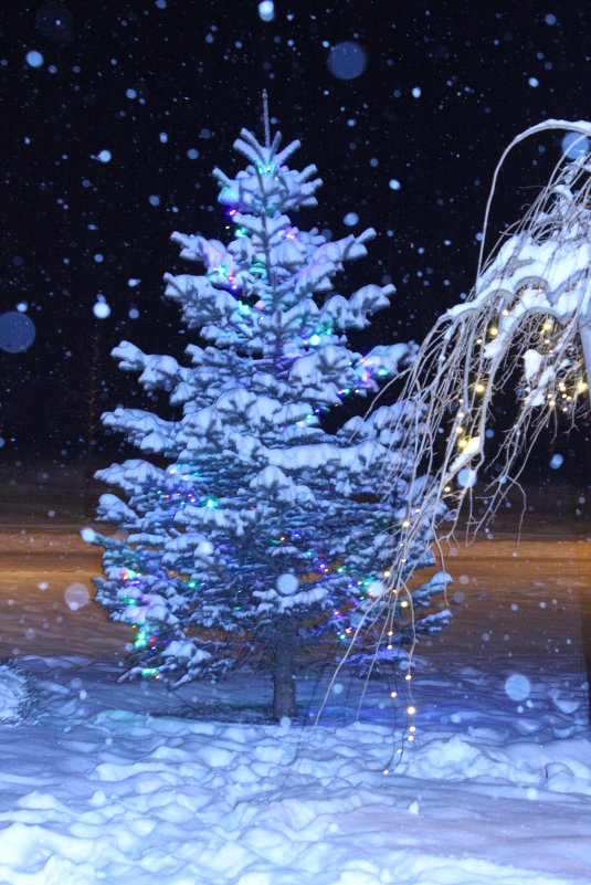 новогодняя елочка перед отелем - Tatiana 