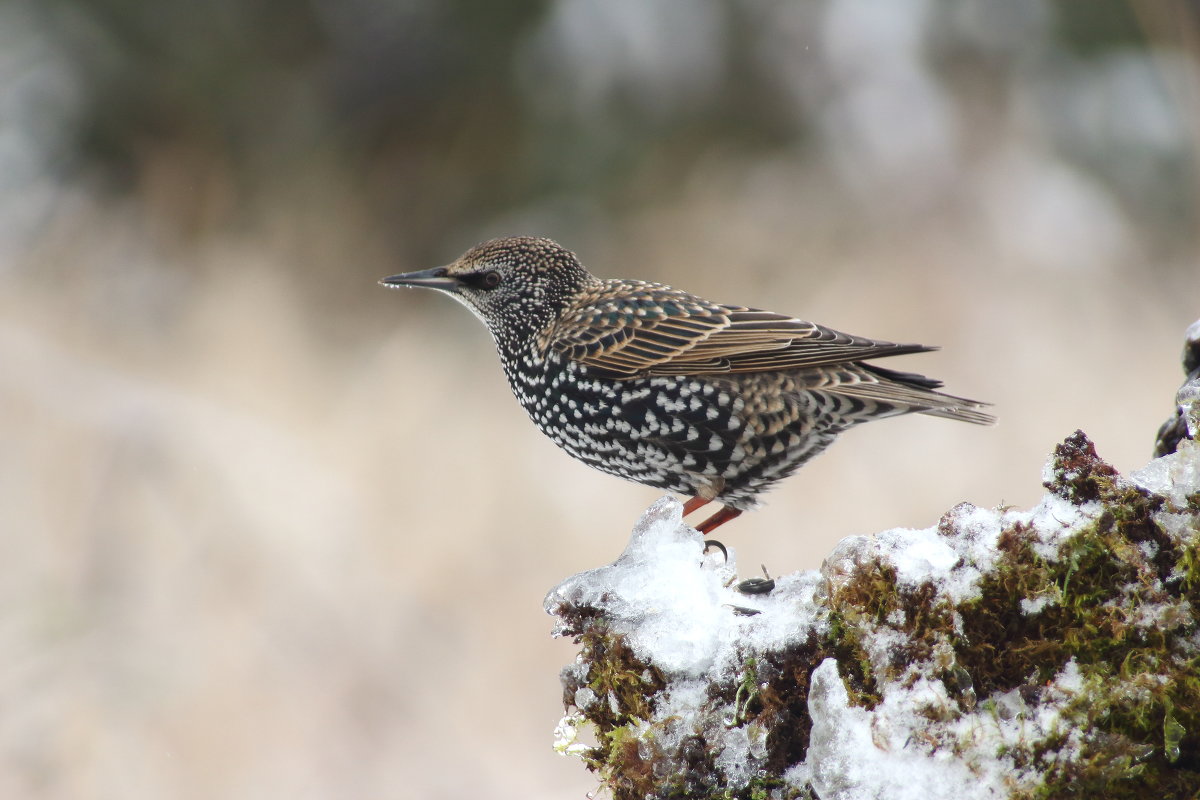 Маленько запоздал. - Павел 
