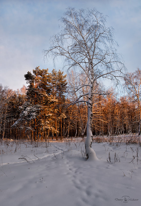 Одинокая берёзка. - Дмитрий Макаров