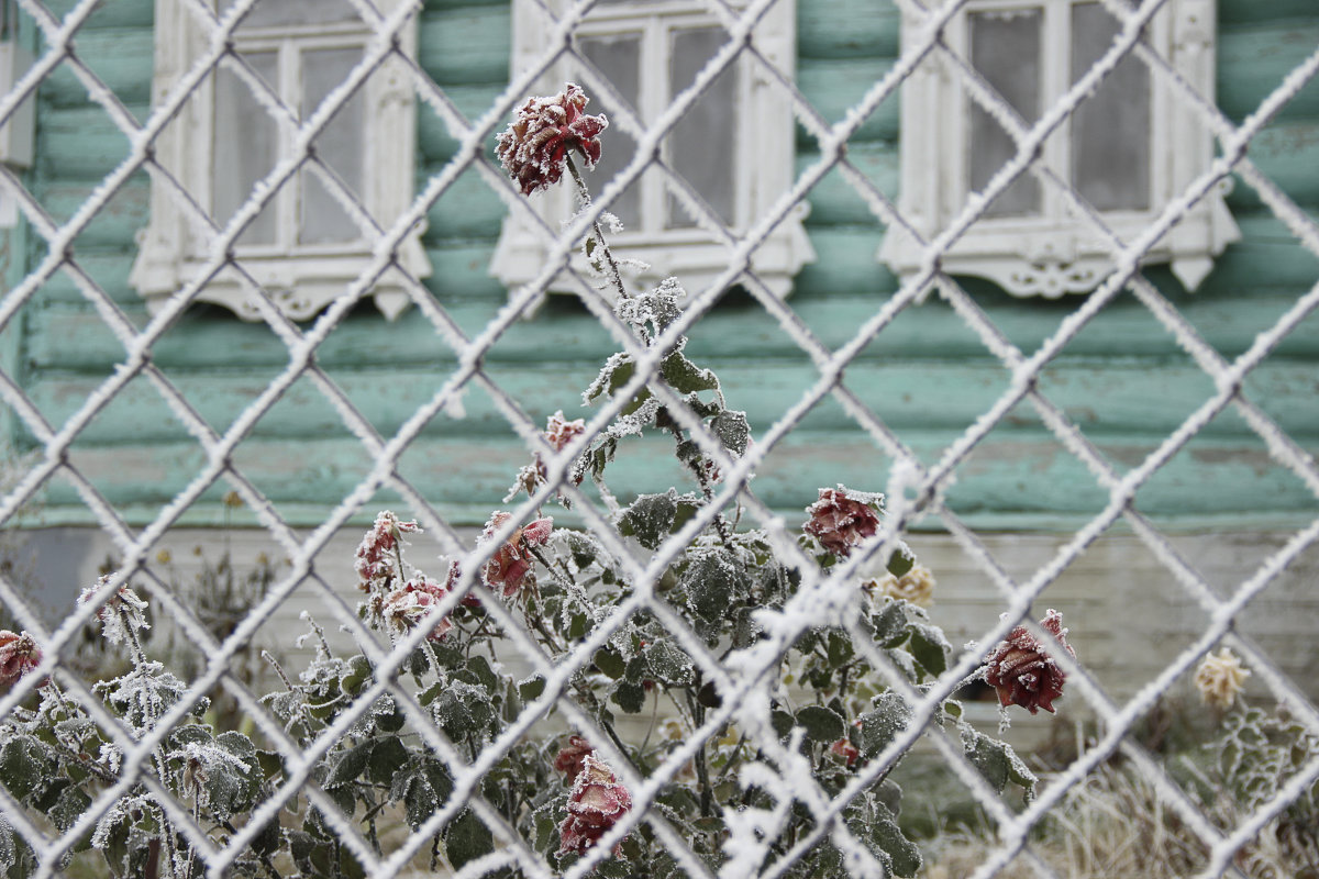 зимние розы - Лидия Гордеева 