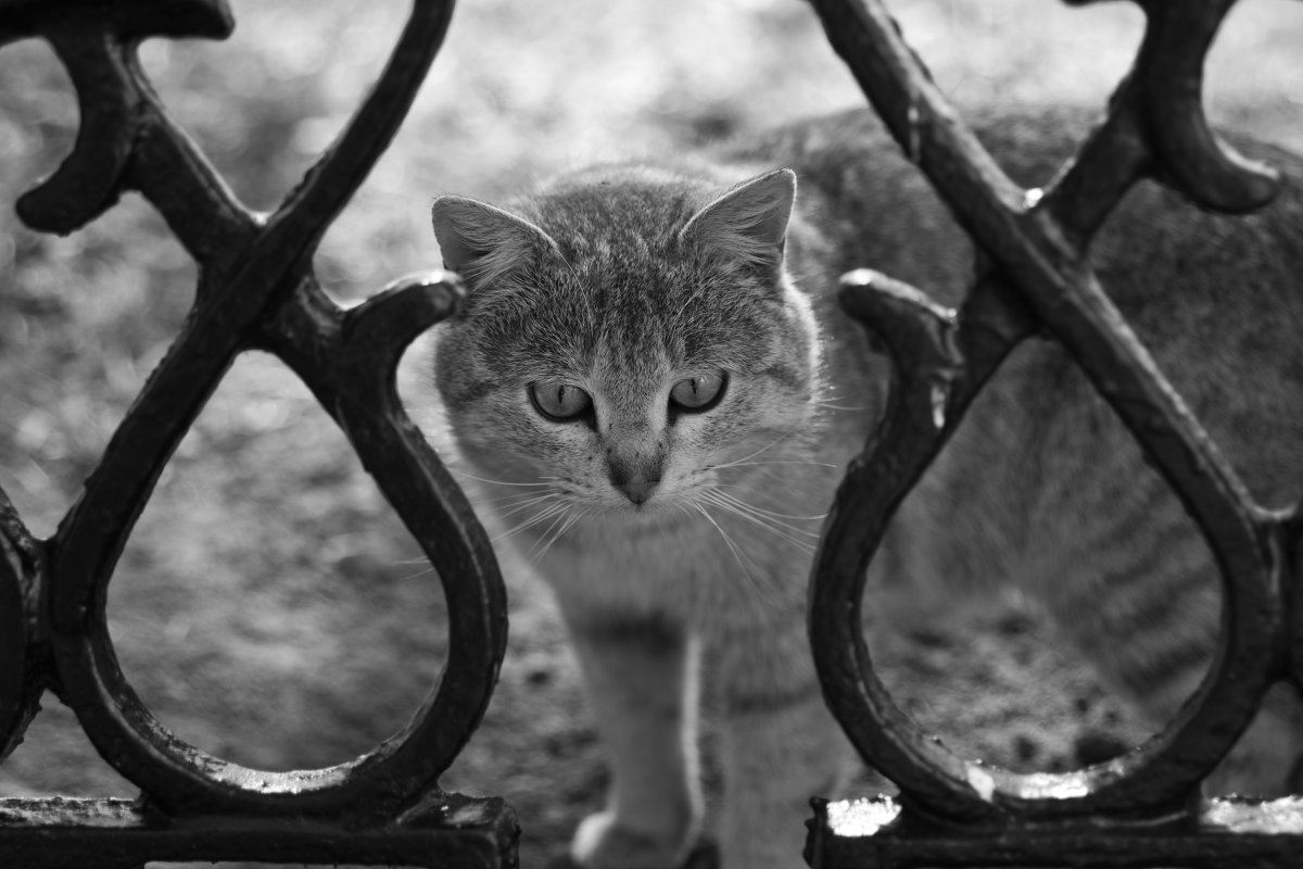 кот - Ольга кот - Ольга