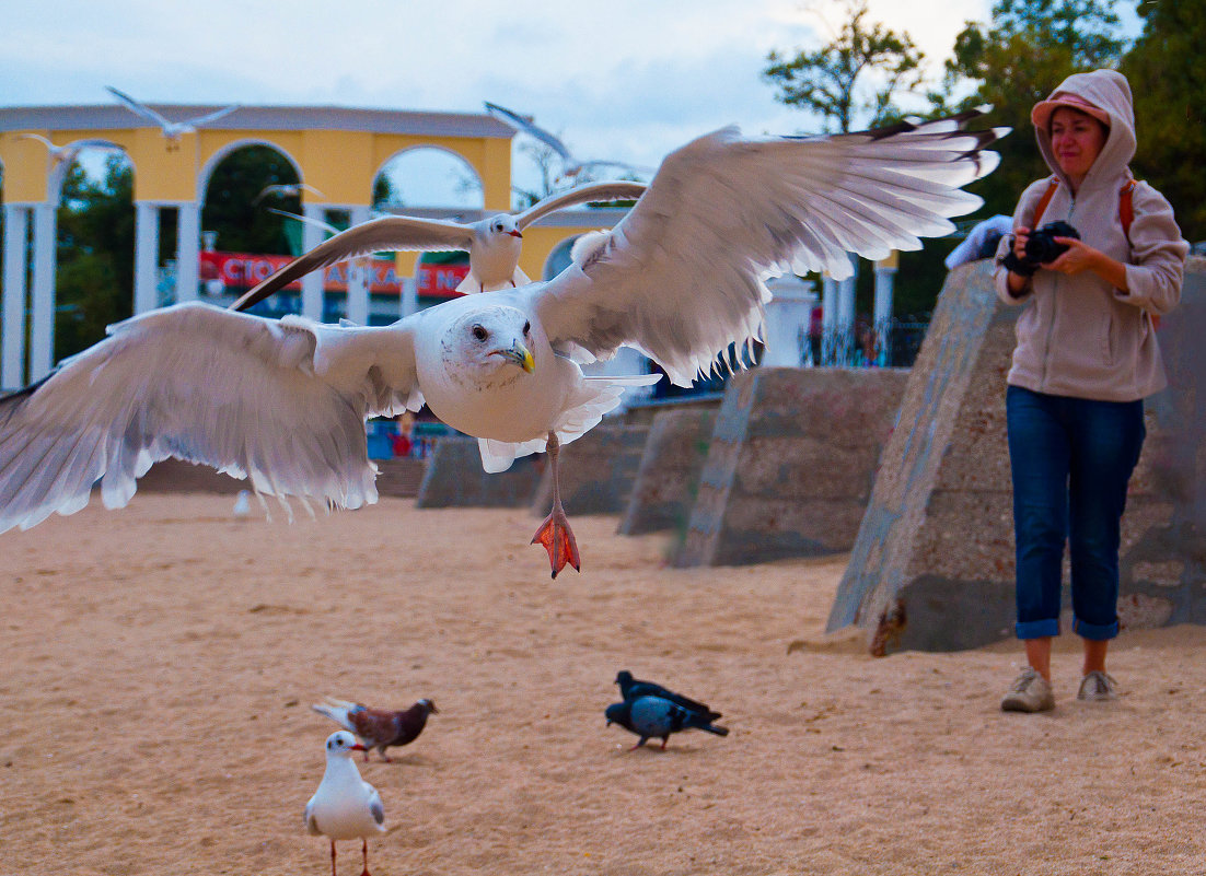 ... - Владимир Хиль ... - Владимир Хиль