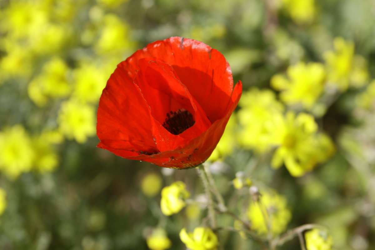 Скоро Весна - Fiodor 