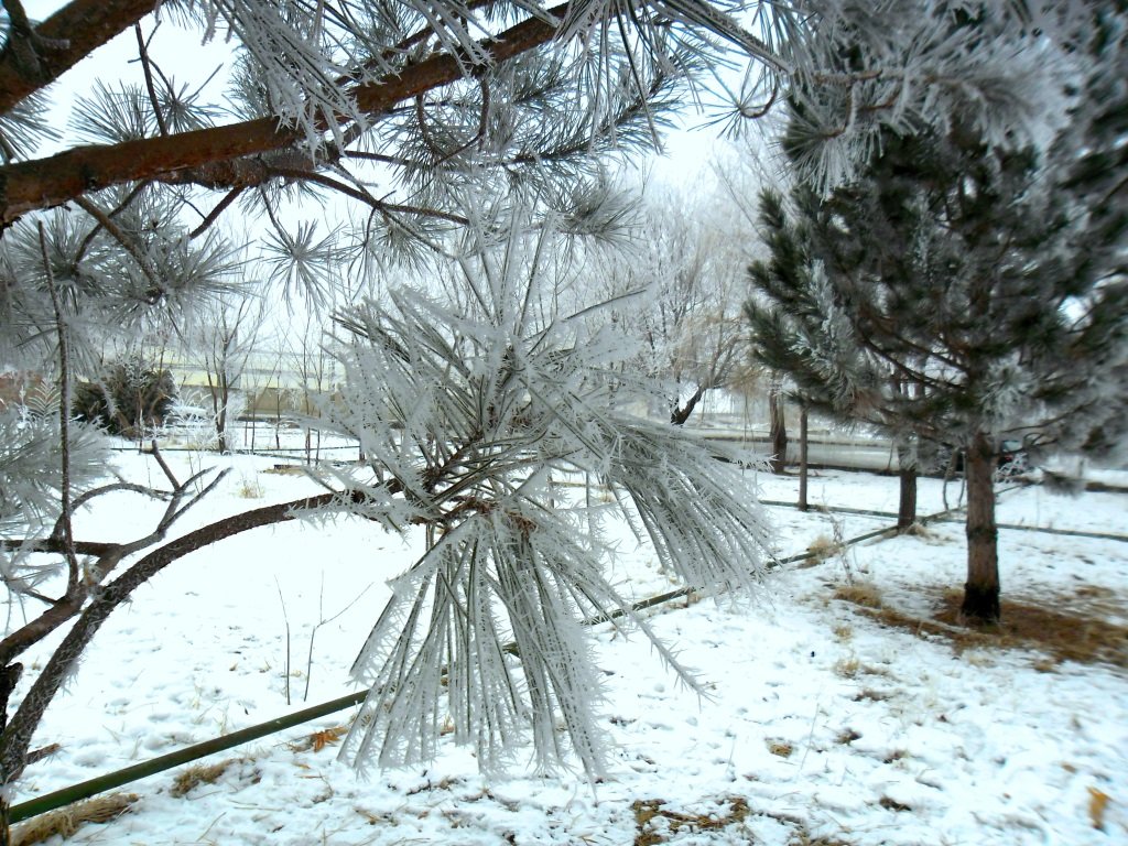 Сосна покрытая инеем - Алевтина 