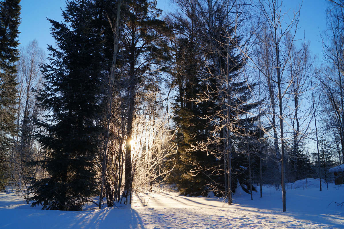 Зимнее утро - Марина 