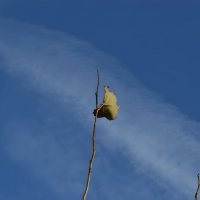 Осенний роджер. :: Анатолий Пашковский