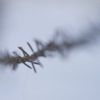 Приглянулось :: Олег Денисов Приглянулось :: Олег Денисов