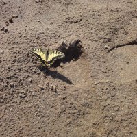 Вот так встреча! :: Olga Oskolkova