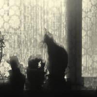 кошка в окошке :: Лера 