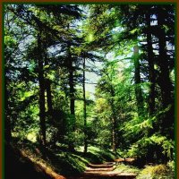 dorojka :: Denis Lipatov