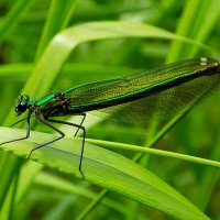 Красотка :: Константин Штарк