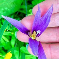 "Пестики и тычинки" :: Вера Феофелактова