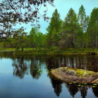 лесная ламбина :: Артём 