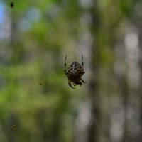 ... :: Евгений Д