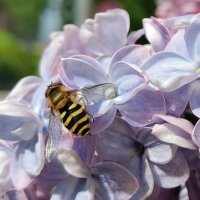 За работой :: Любимова Ольга 