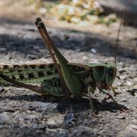 Кузя :: Лариса Елисеева