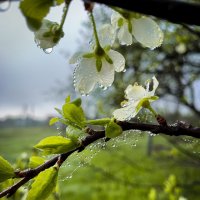 Апрельское утро :: Татьяна Бахметьева 