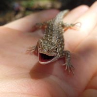 Не зли меня! :: Андрей Солан