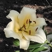 Лилия Конка д'Ор :: Дмитрий Никитин