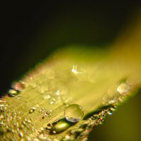 Капелька росы на рассвете :: Никита Харитонов 