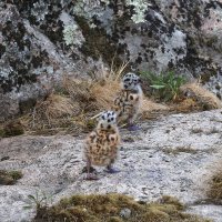 Неразлучная парочка. :: Lidia Vdovina