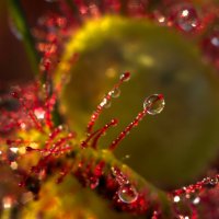 Росянка после утреннего тумана :: Kventin Natabos 