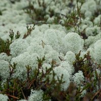 Лакомство для северного оленя) :: Ольга Чистякова