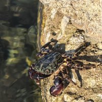 Местный житель :: Татьяна Михайлова