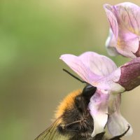 Трудяжка :: Анастасия Северюхина