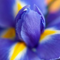 Комплиментарные цвета. :: Svyatoslav [Artisan] Ph.