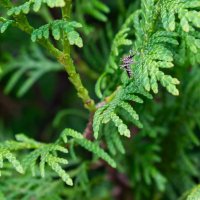 Комарик :: Дарья Рогозина