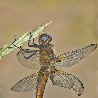 Стрекоза - артистка! :: Валентина  Нефёдова 