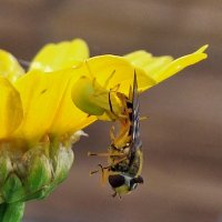 Муха журчалка в плену у цветочного паука. :: Татьяна Муха журчалка в плену у цветочного паука. :: Татьяна